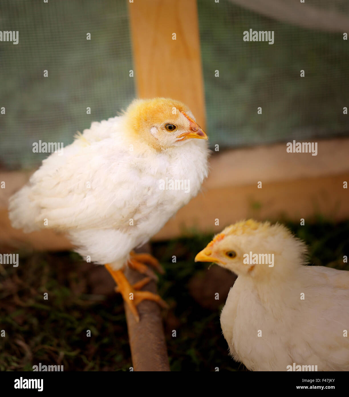 Foto belle soffici polli su una fattoria Foto Stock