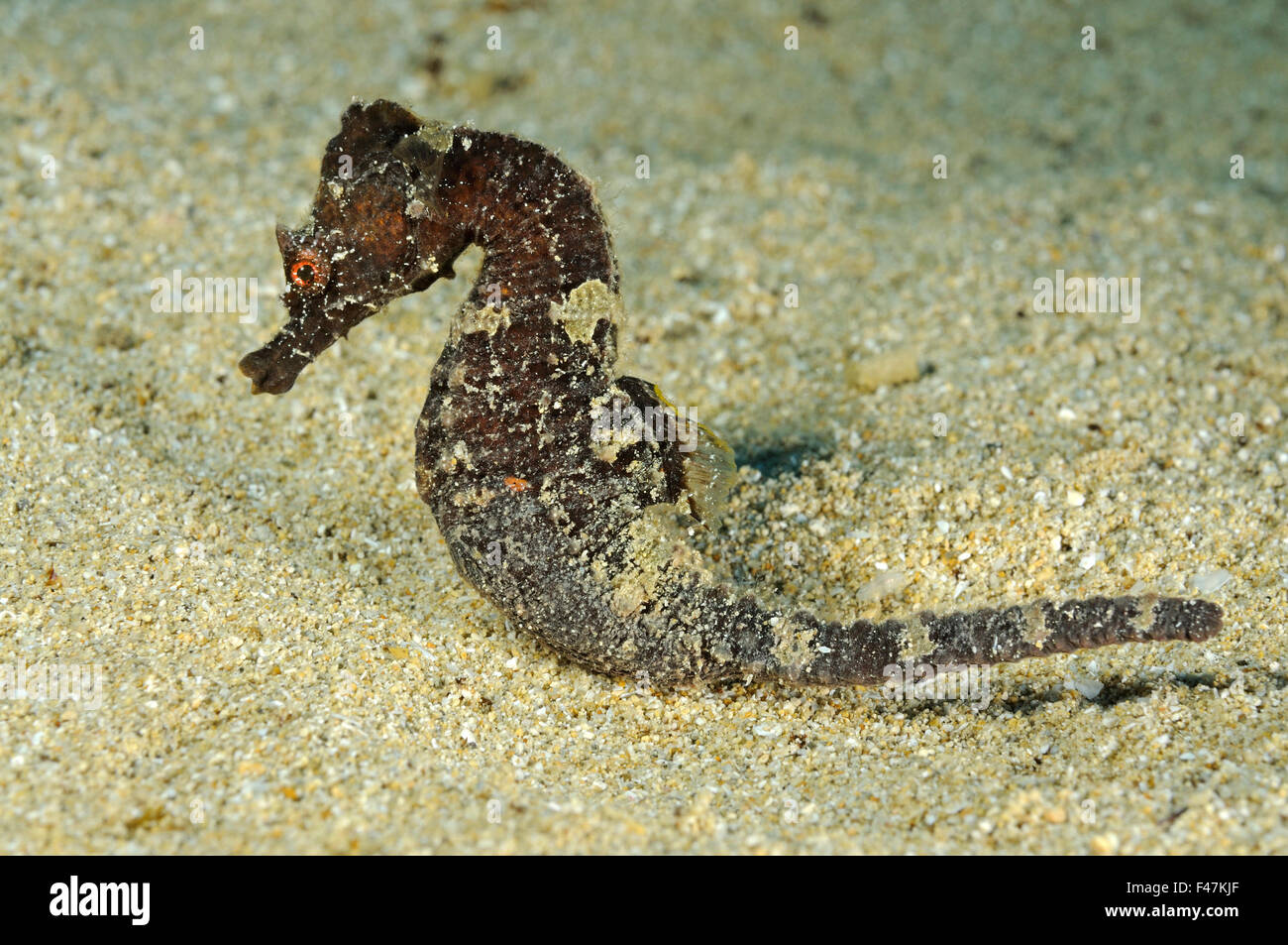 Hippocampus hippocampus, corto-snouted Seahorse, Xwejni-Bay, Gozo, Malta, Sud Europa, Mar Mediterraneo Foto Stock