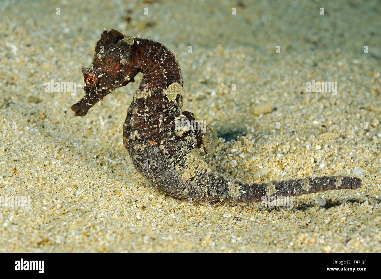 Hippocampus hippocampus, corto-snouted seahorse, xwejni-bay, Gozo, Malta, Sud Europa, Mar Mediterraneo Foto Stock