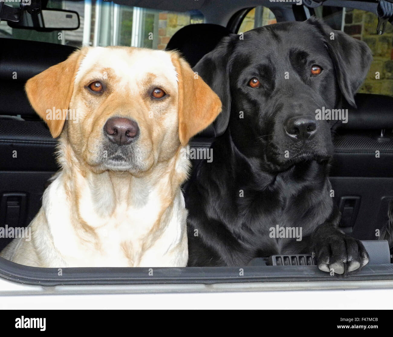 Due labrador cani giallo e nero nel bagagliaio della vettura a guardia di avviso Foto Stock