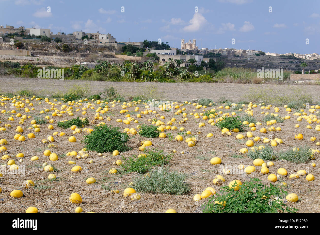 La Cucurbita maxima, coltivano zucche giganti nel campo di zucca, Gozo, Malta, Sud Europa, Mar Mediterraneo Foto Stock