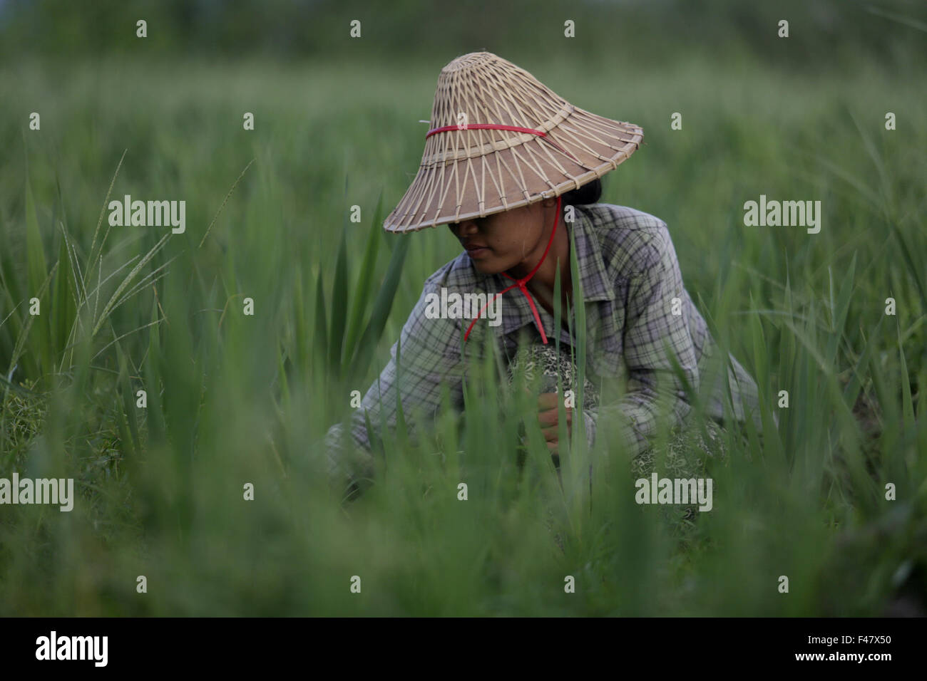 (151015) -- NAY Gen. Pyi TAW, Ottobre 15, 2015 (Xinhua) -- una donna che lavora nel campo Nay Gen. Pyi TAW, in Myanmar, su 15 Ottobre, 2015. Secondo la Banca mondiale con il rapporto del Gruppo, la crescita economica del paese è atteso da moderata a 6,5 per cento in termini reali nel 2015-16 anno fiscale da 8,5 percento nel 2014-15 a causa dell'impatto delle recenti inondazioni in tutto il paese e un rallentamento in nuovi investimenti in anticipo delle elezioni. (Xinhua/U Aung)(zhf) Foto Stock