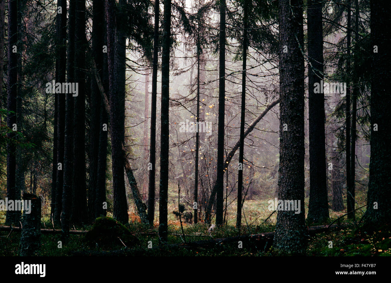 Foreste vergini, Finlandia. Foto Stock