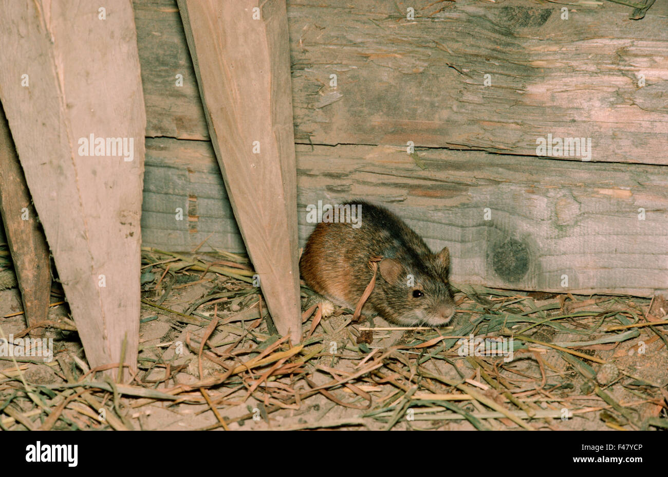 Strisce campo Mouse, Finlandia. Foto Stock