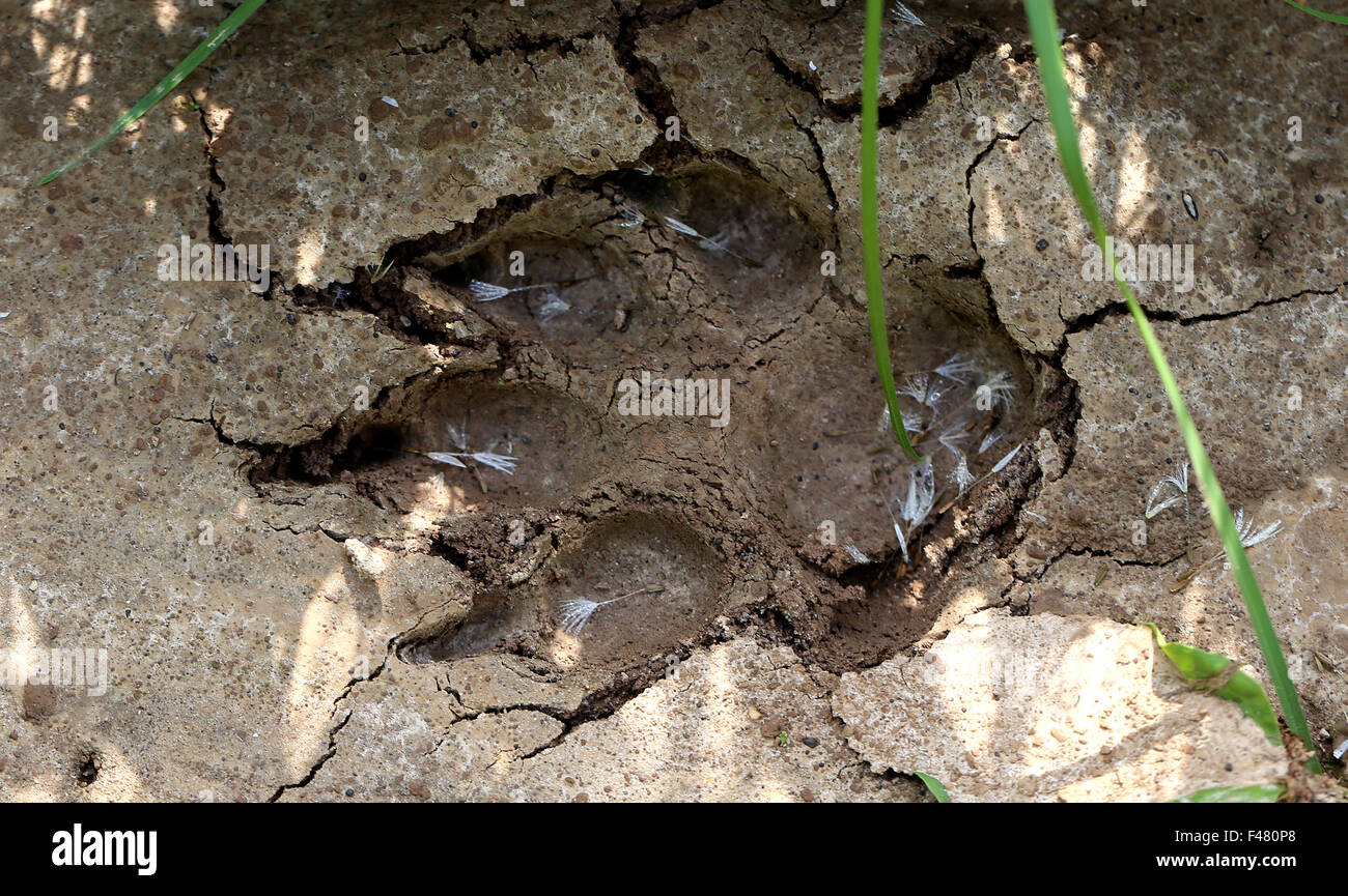 Una grande impronta sulla terra un animale selvatico volpi fotografato vicino fino Foto Stock