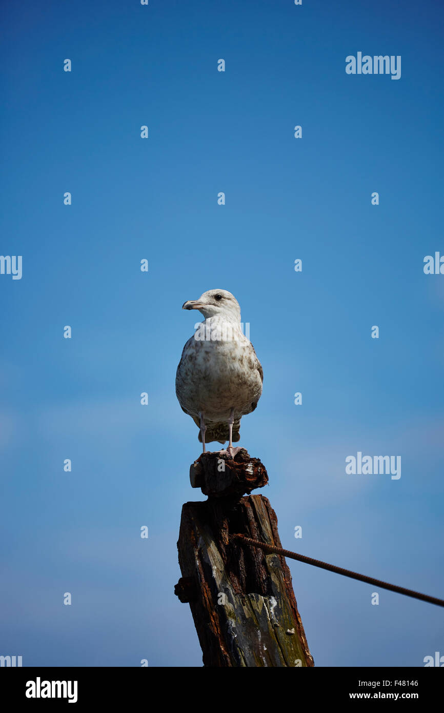 Un giovane gabbiano aringhe,Larus argentatus,su un post con un cielo blu Foto Stock