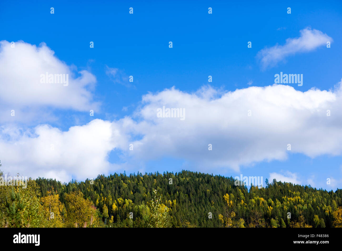 Foresta e nuvole bianche in un cielo blu, Svezia. Foto Stock