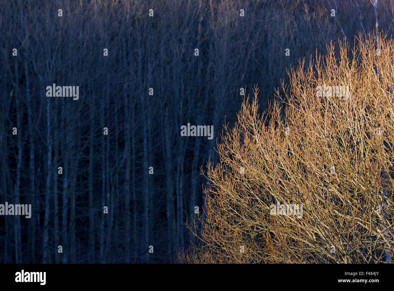 Alberi, Svezia. Foto Stock