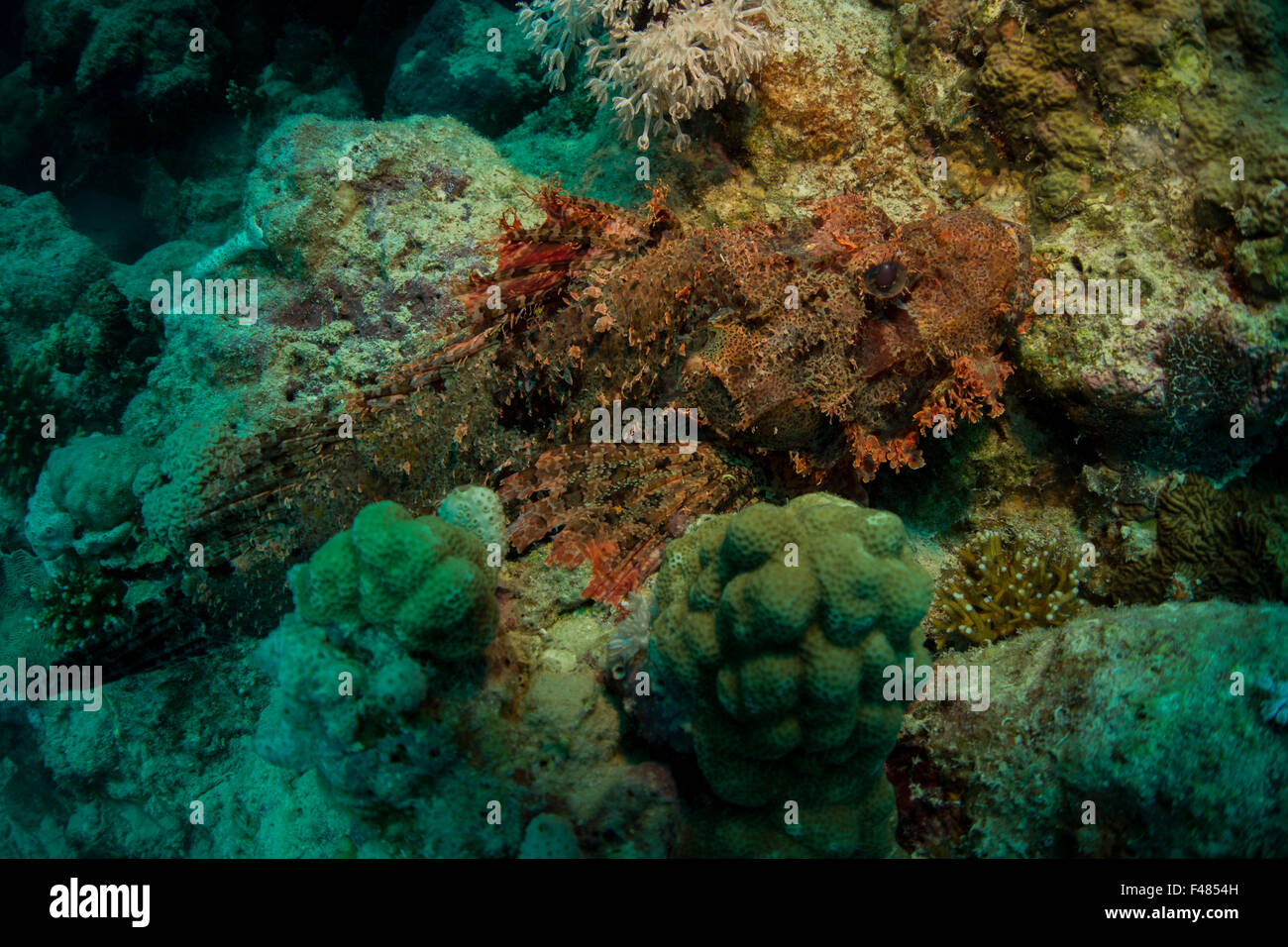 Barbuto scorfani, Scorpaenopsis barbata, su di una scogliera di corallo blocco in Mar Rosso, Egitto meridionale. Foto Stock
