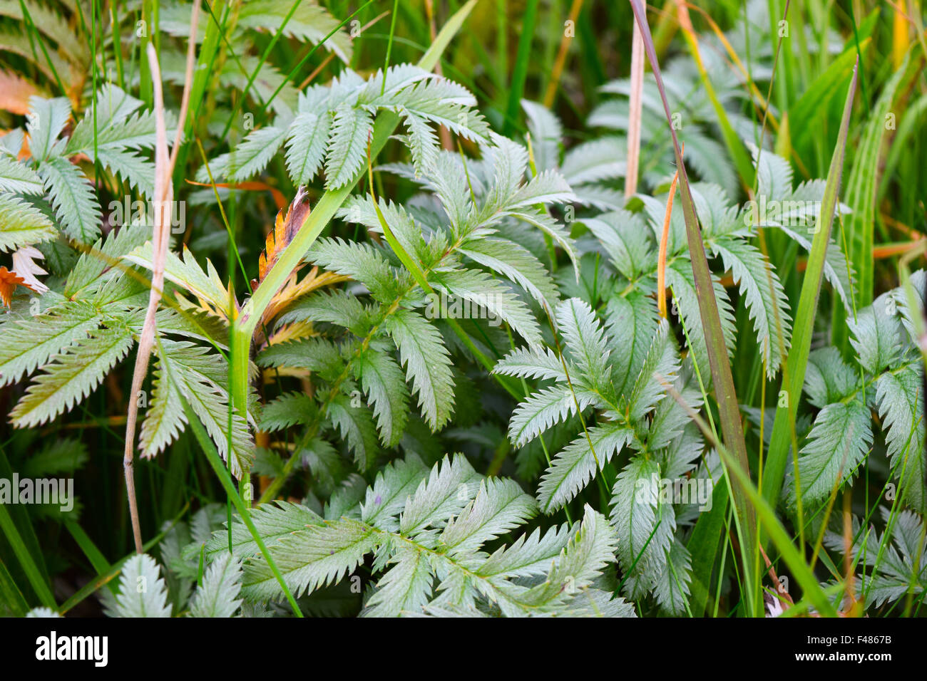 Pirri-Pirri Bur, una specie invasive in th UK, facilmente propagarsi da escursionisti e ciclisti. Foto Stock