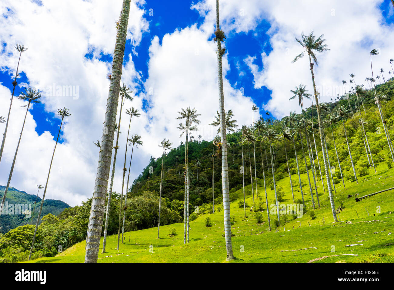 Cerca fino alla cera palms nella Valle de Cocora. Giugno, 2015. Quindio, Colombia. Foto Stock
