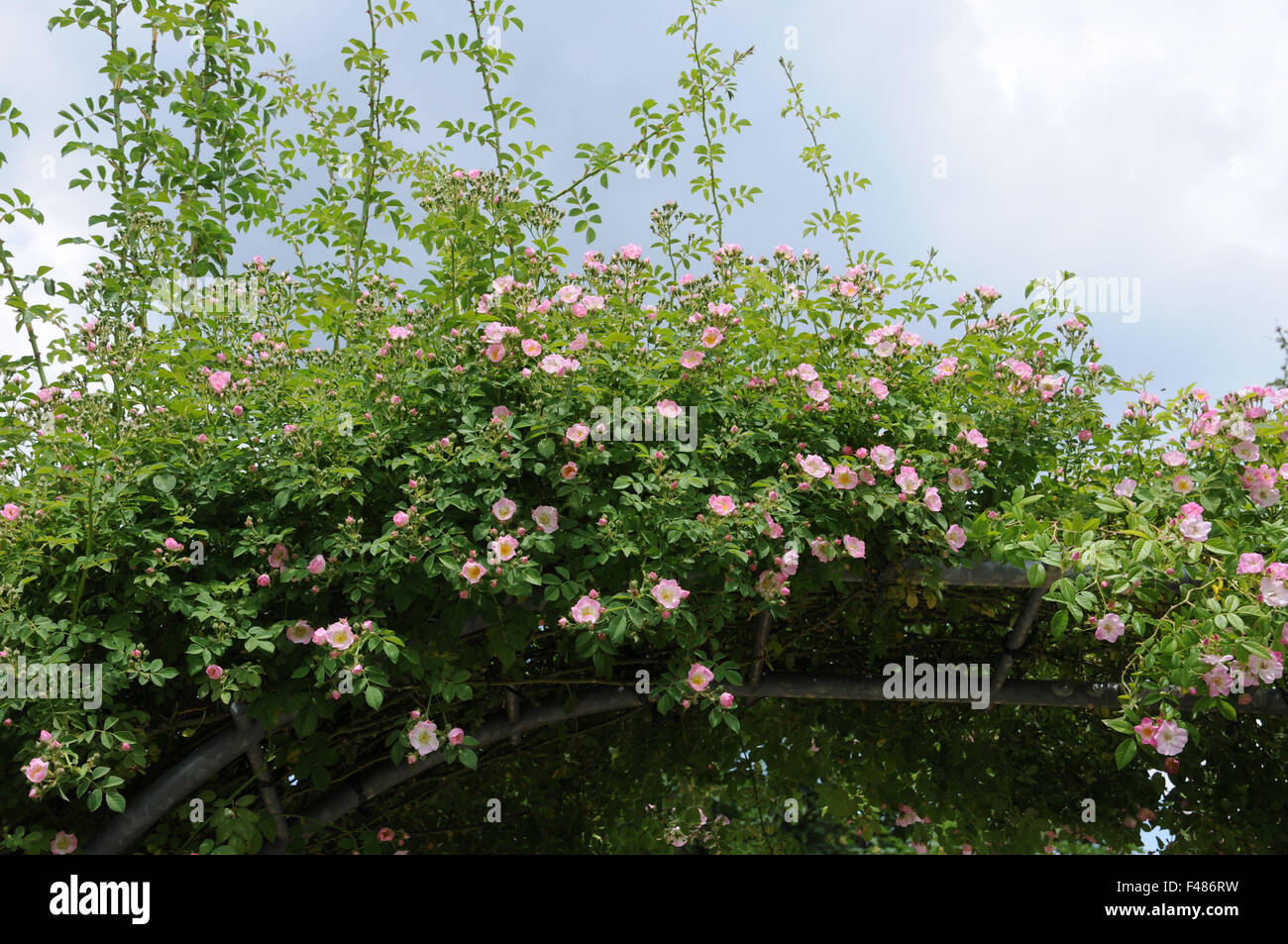 Rose rambler Foto Stock