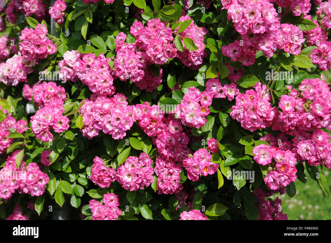Scalatore rosa Foto Stock