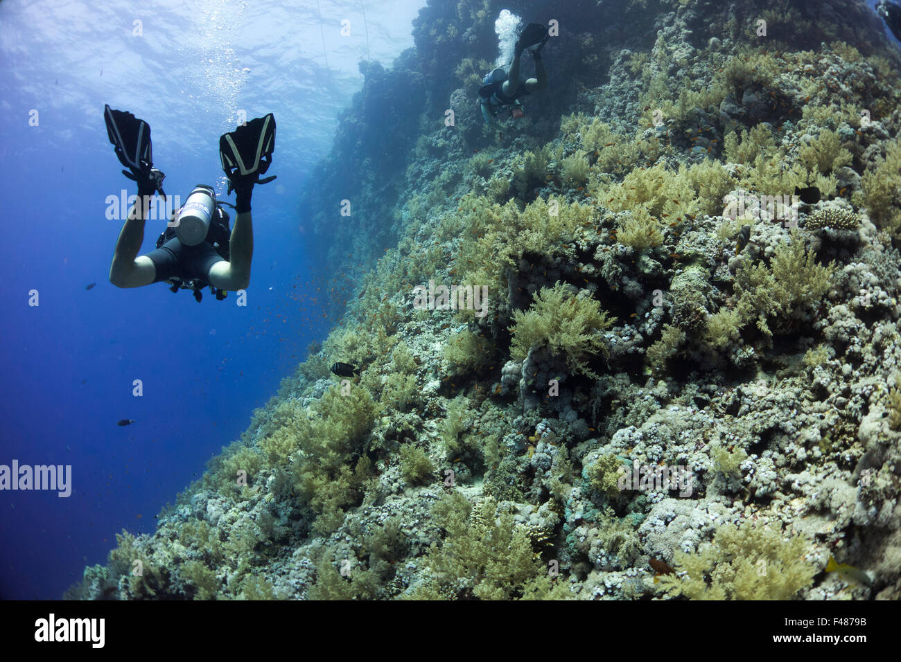 I subacquei presso la splendida barriera corallina di Elphinestone, nel Sud Egitto. Foto Stock