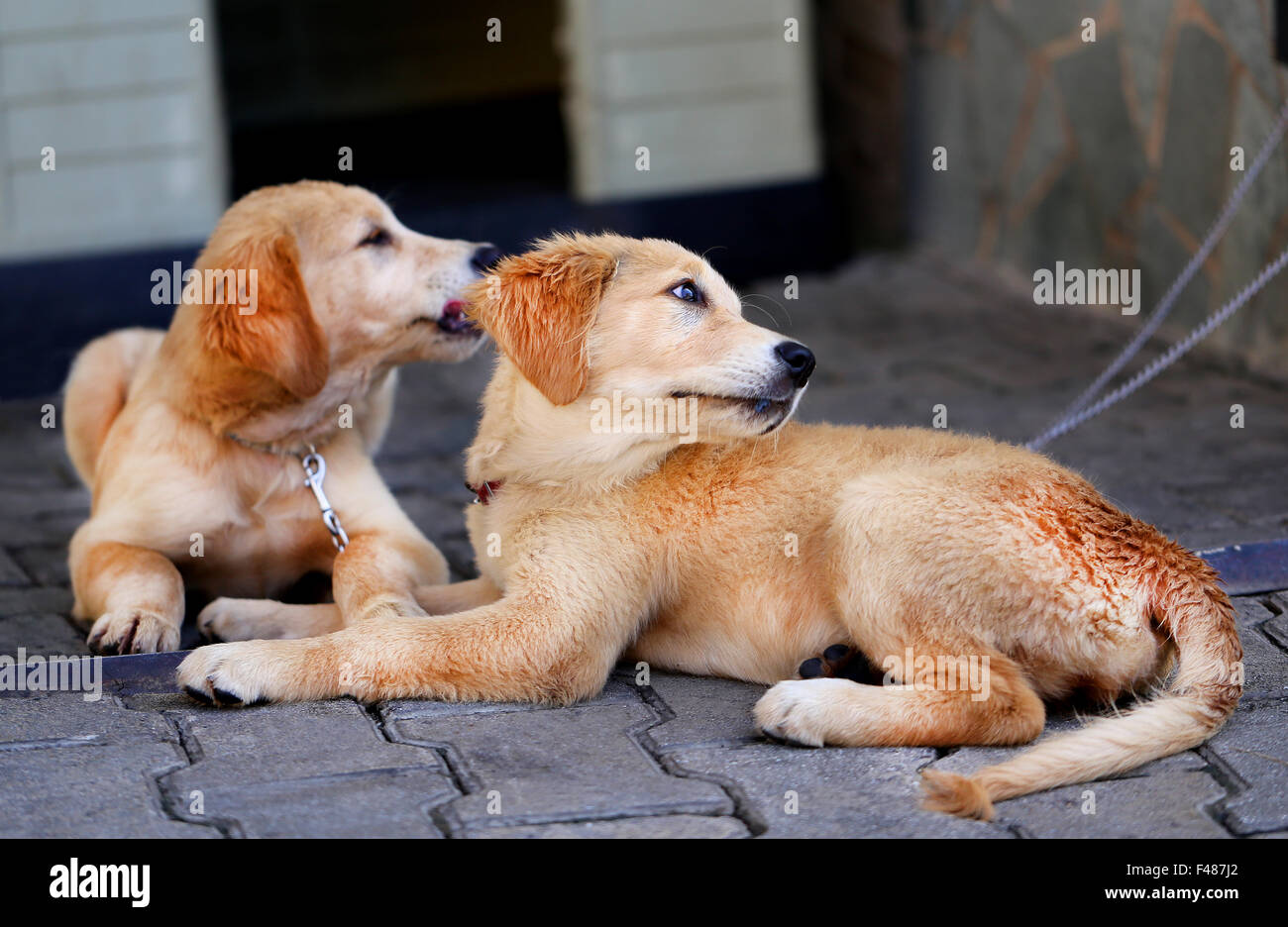 Beautiful Golden Labrador Retriever cucciolo fotografato vicino fino Foto Stock