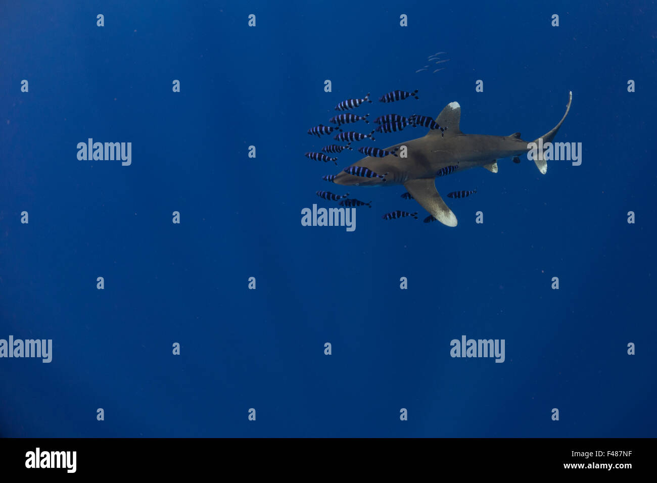 Lo squalo longimano, Carcharhinus longimanus, da Elphinestone, Mar Rosso, Egitto. Foto Stock
