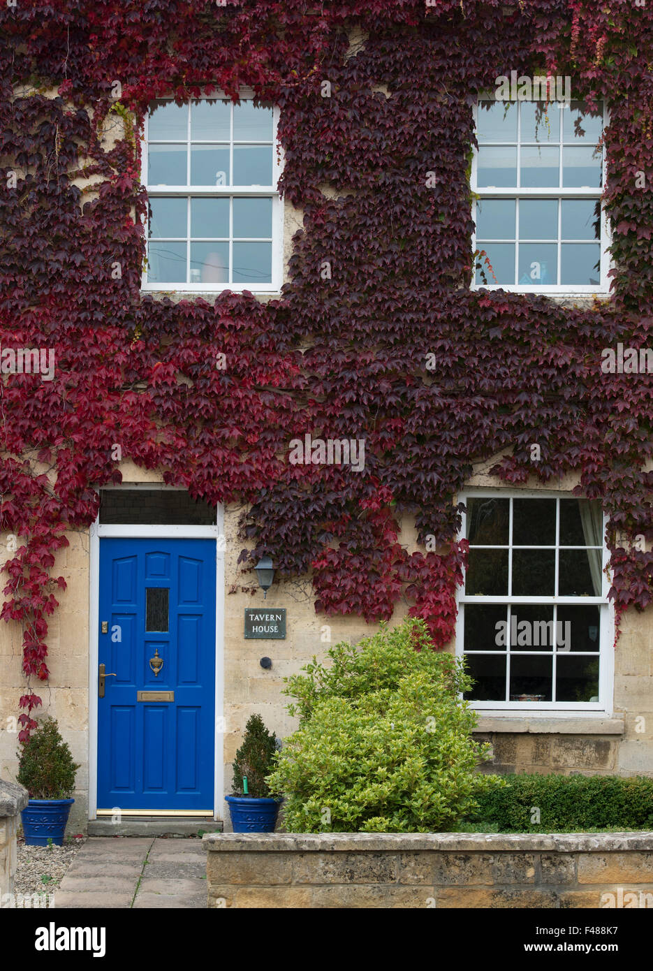 Parthenocissus tricuspidata. Boston Ivy / superriduttore giapponese che copre una casa in Winchcombe. Cotswolds, Gloucestershire, Regno Unito Foto Stock