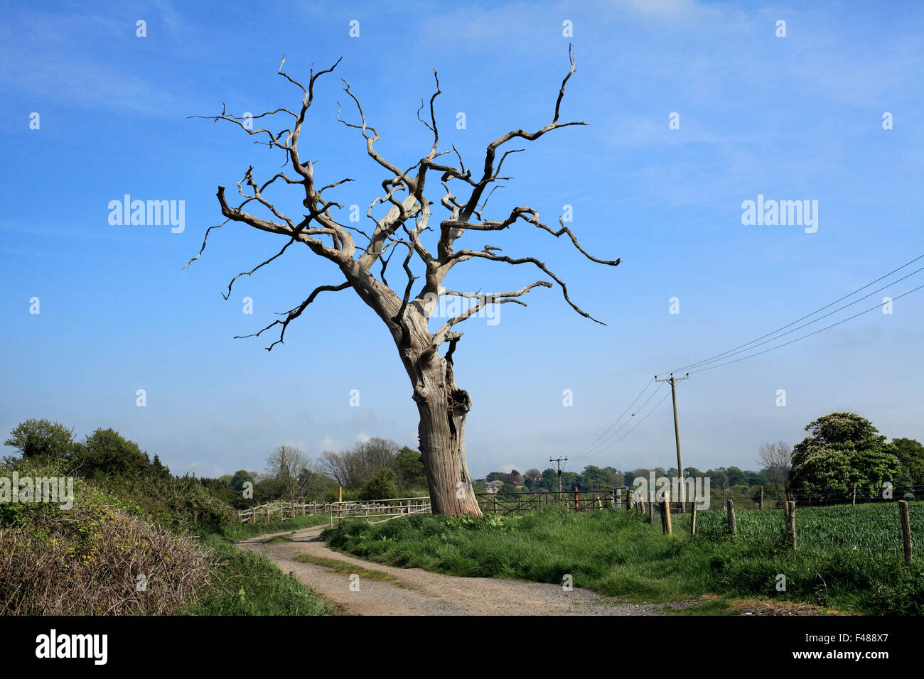 Albero morto vicino a Hurstpierpoint, West Sussex. Foto Stock