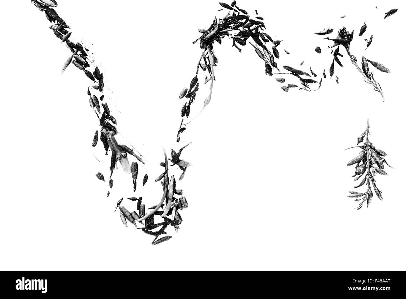 Kelp sulla neve, Senja, Norvegia Foto Stock