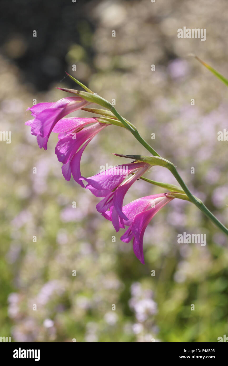 Gladioli selvatici Foto Stock