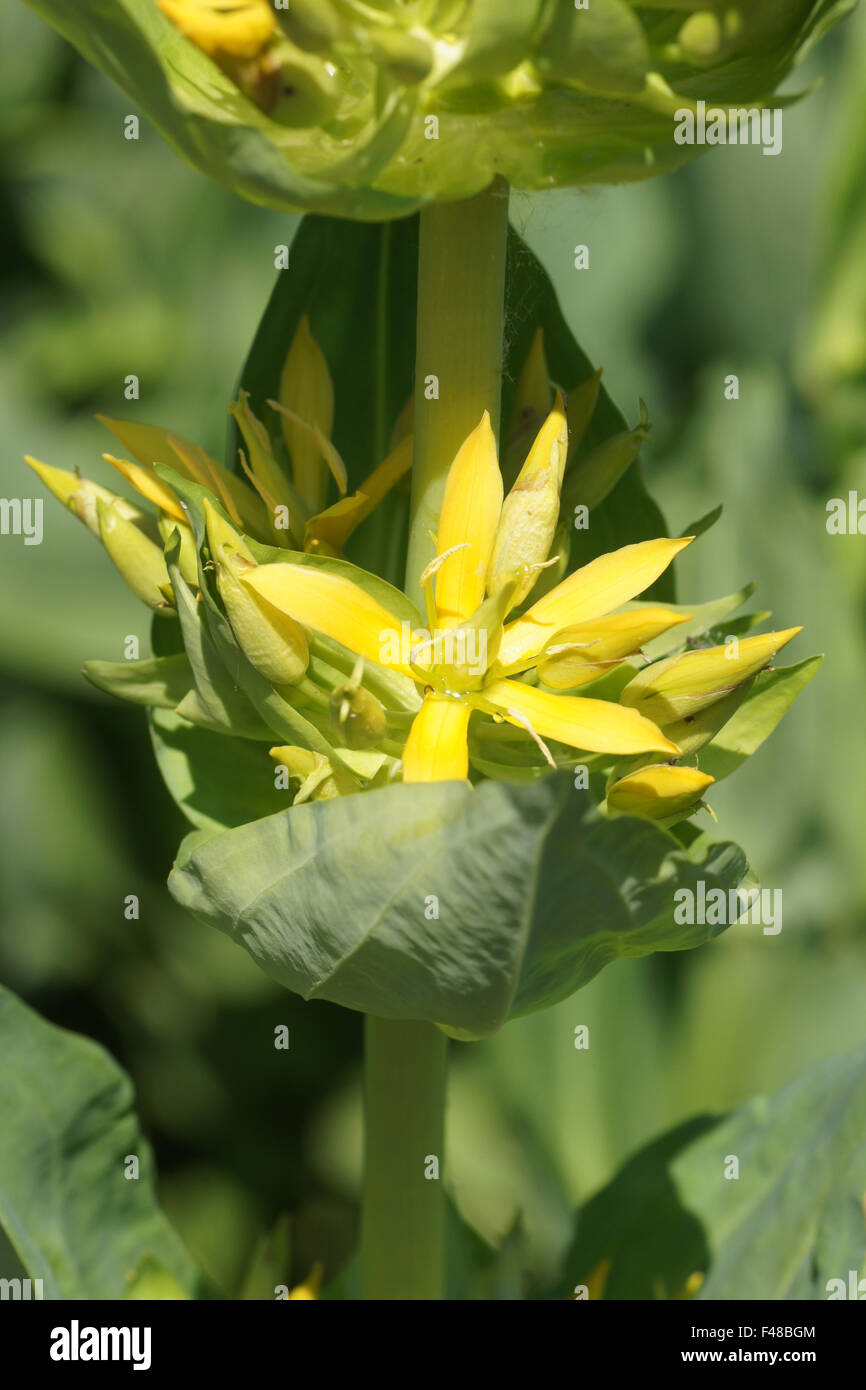 Genziana gialla Foto Stock
