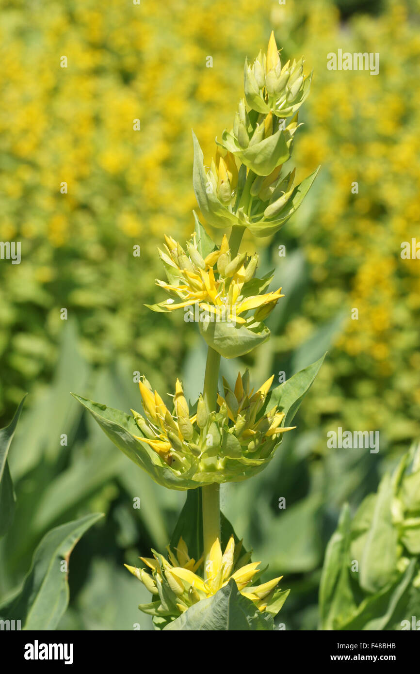 Genziana gialla Foto Stock