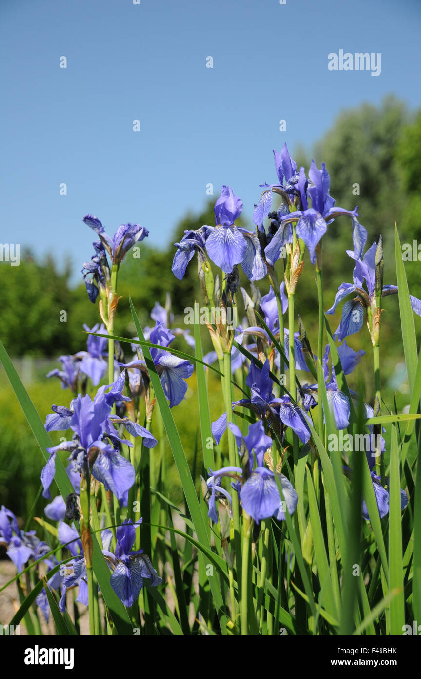 Iris siberiano Foto Stock