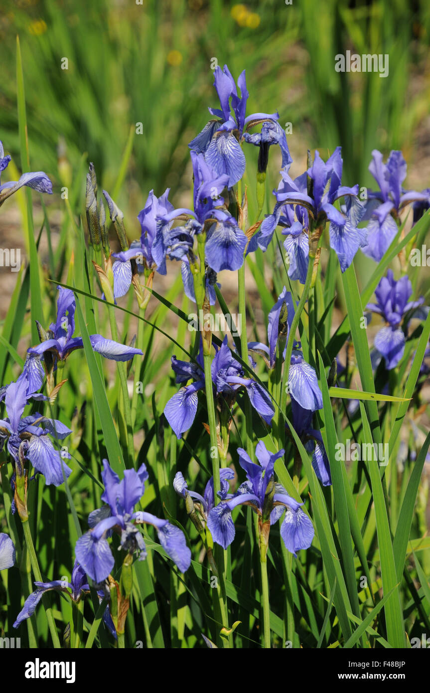 Iris siberiano Foto Stock