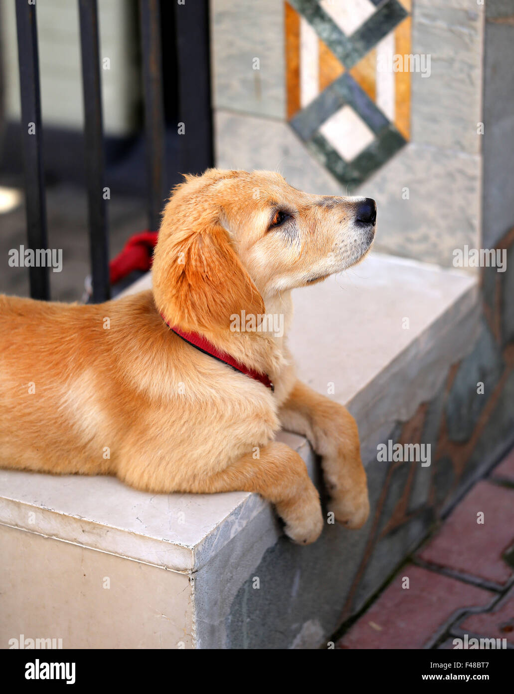 Beautiful Golden Labrador Retriever cucciolo fotografato vicino fino Foto Stock