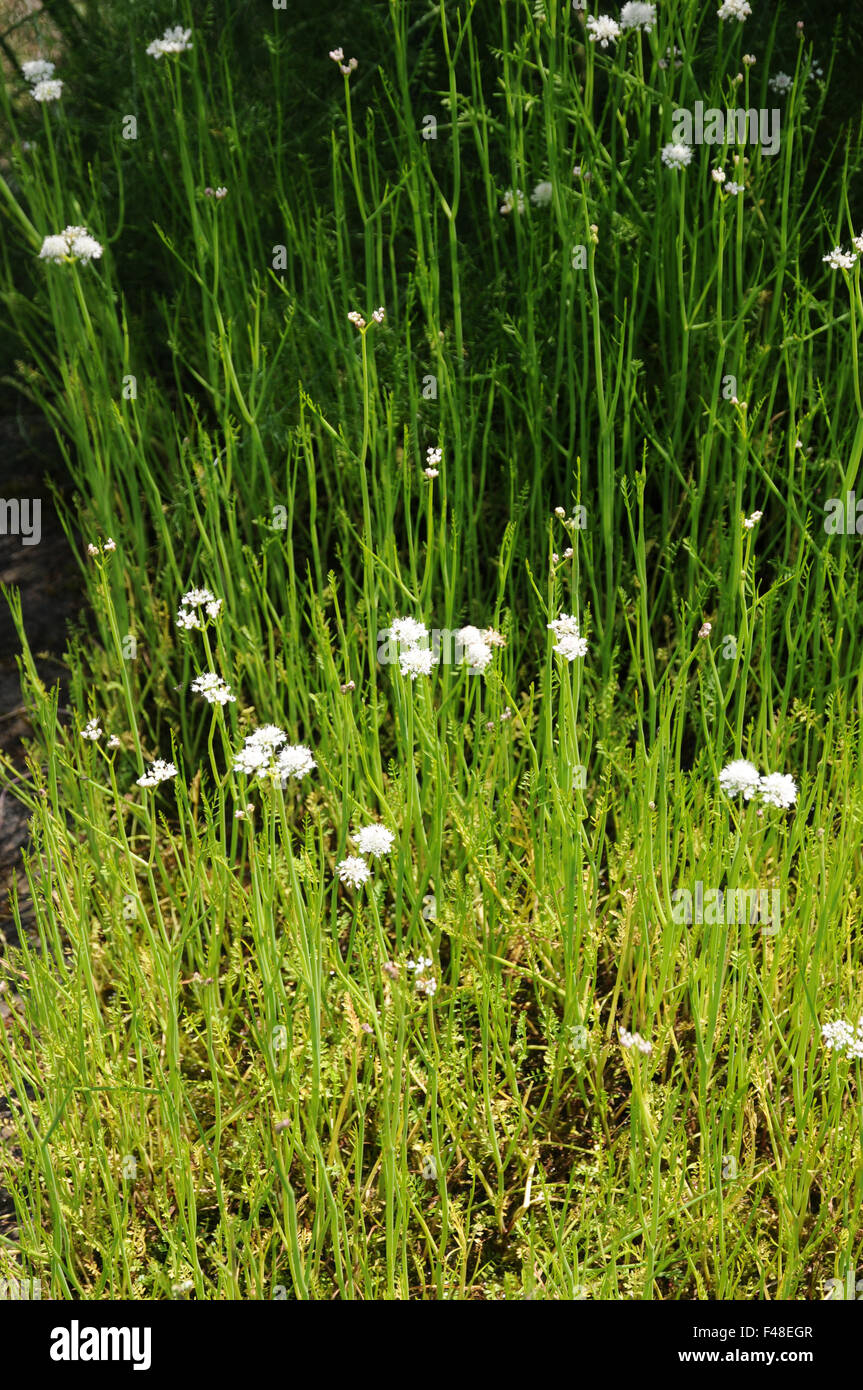 Acqua tubolare dropwort Foto Stock