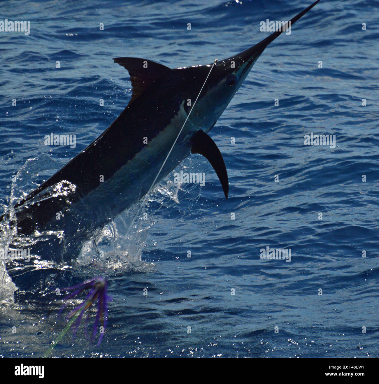 Salto del Marlin Foto Stock