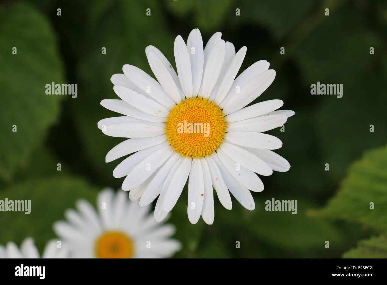 Singola bianco Shasta Daisy Fiore, Leucanthemeum superbum in un paese di lingua inglese Giardino Foto Stock