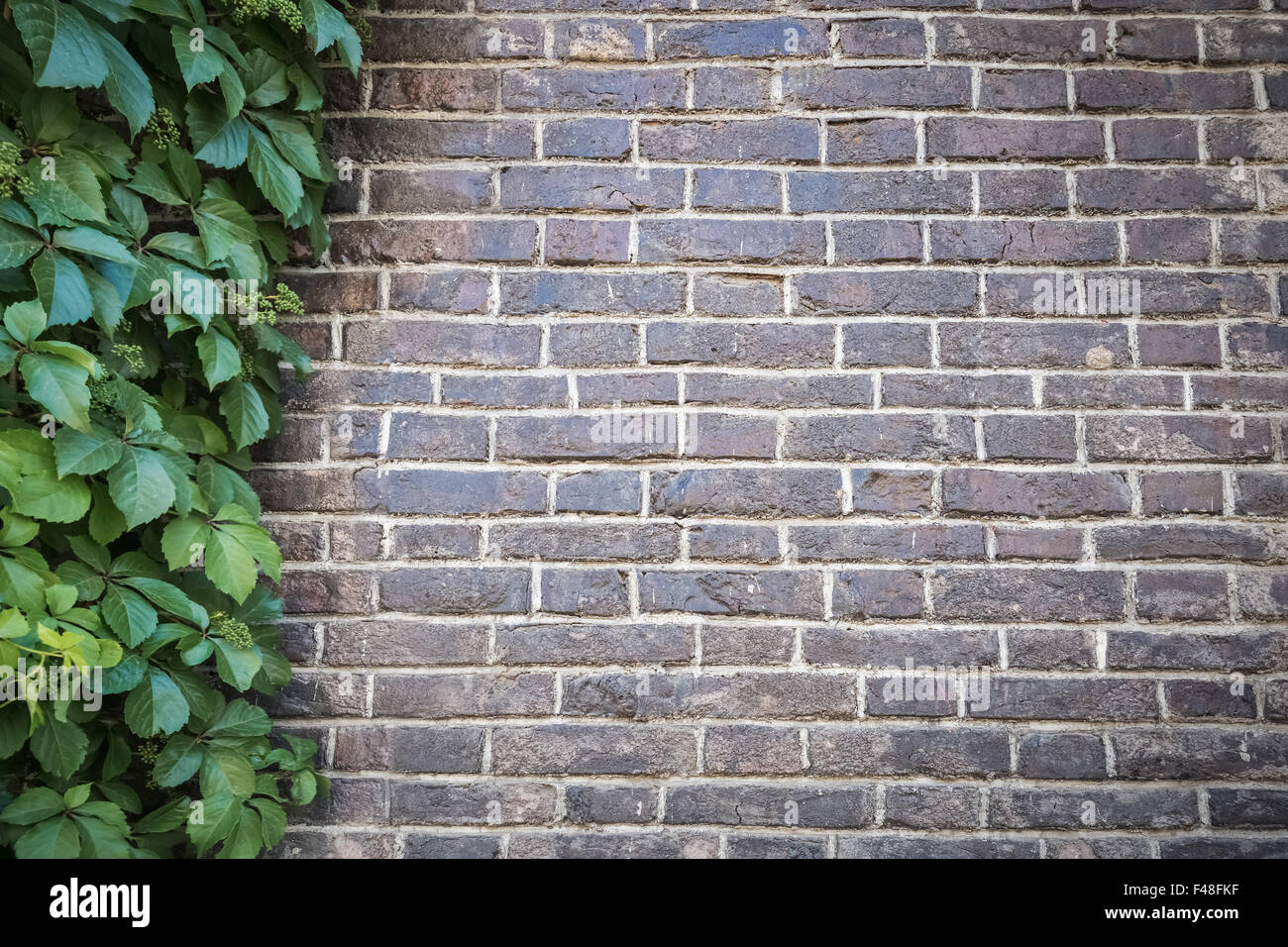 Foglie di colore verde con il grigio muro di mattoni Foto Stock
