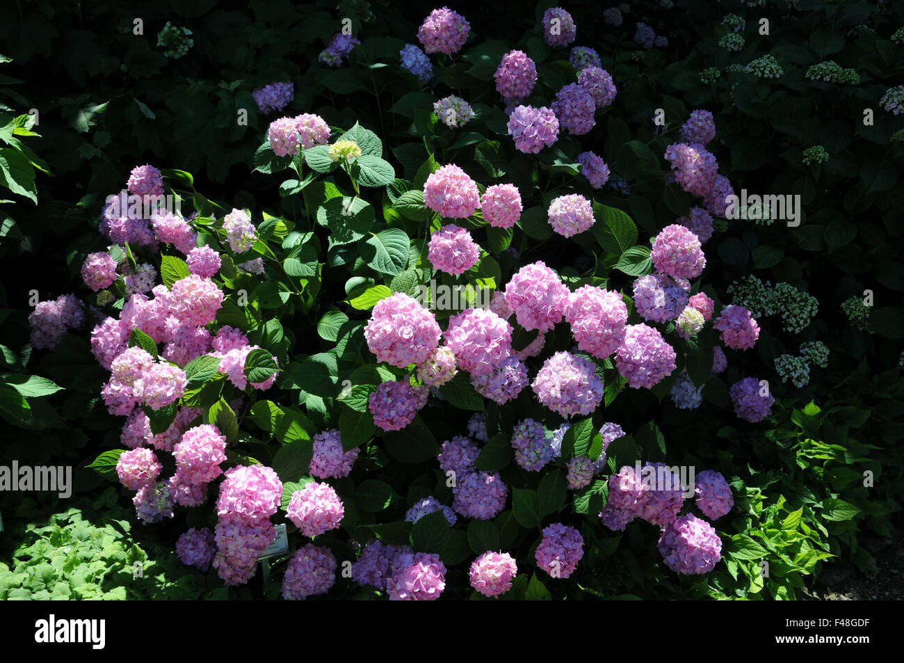 Hortensia Foto Stock