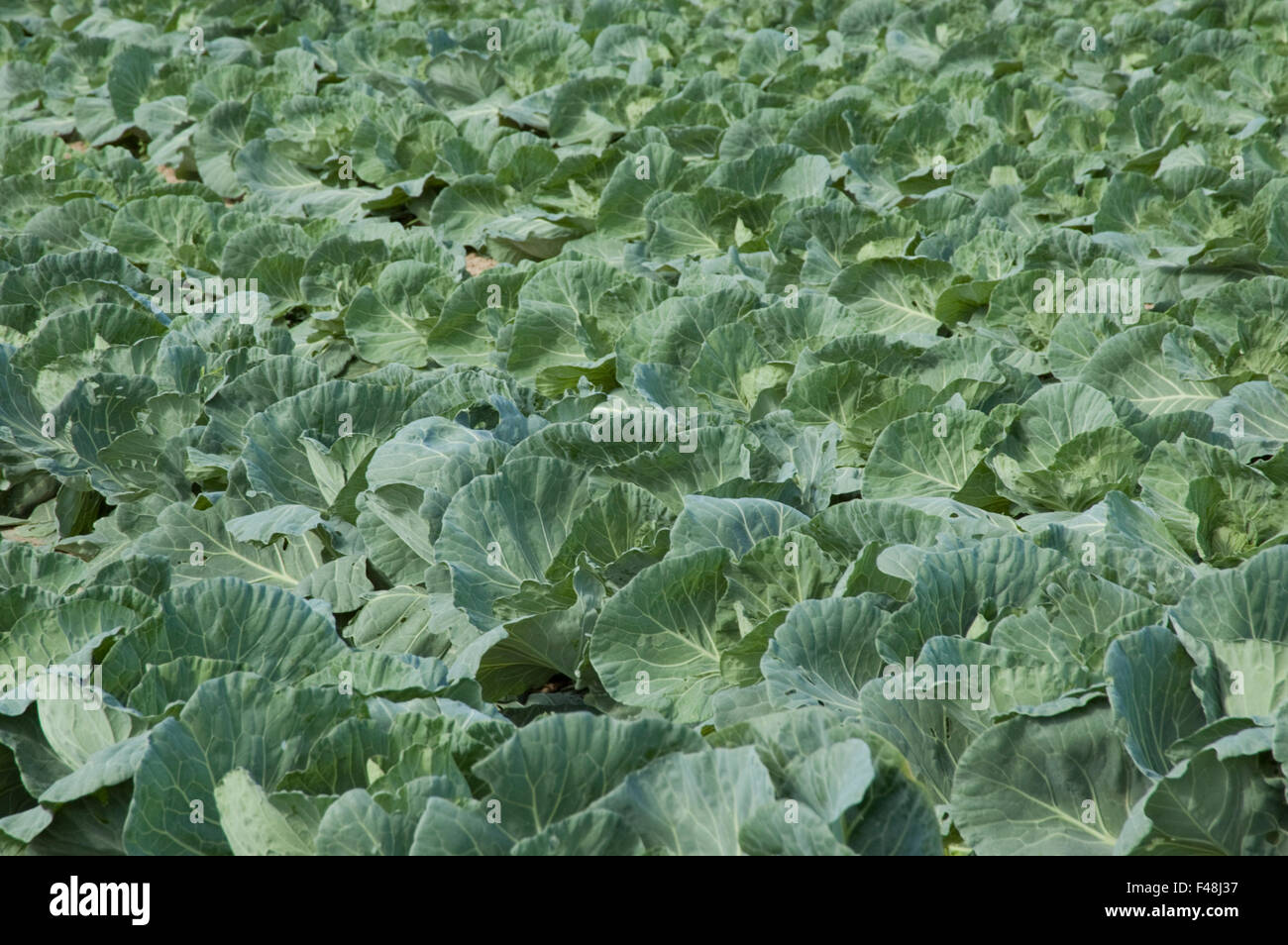 Cavoli organico piante vegetali che crescono in simmetria. Lemnos o Limnos Island, Grecia Foto Stock