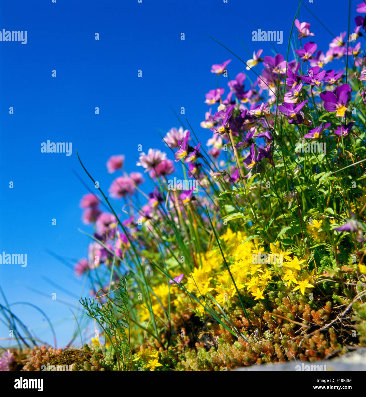 Fiori con cielo blu in background Foto Stock