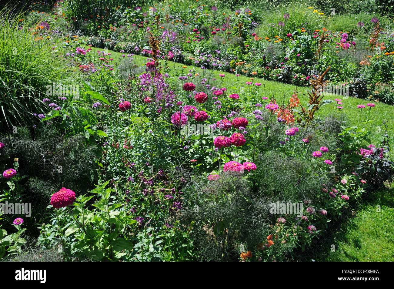Zinnia Foto Stock