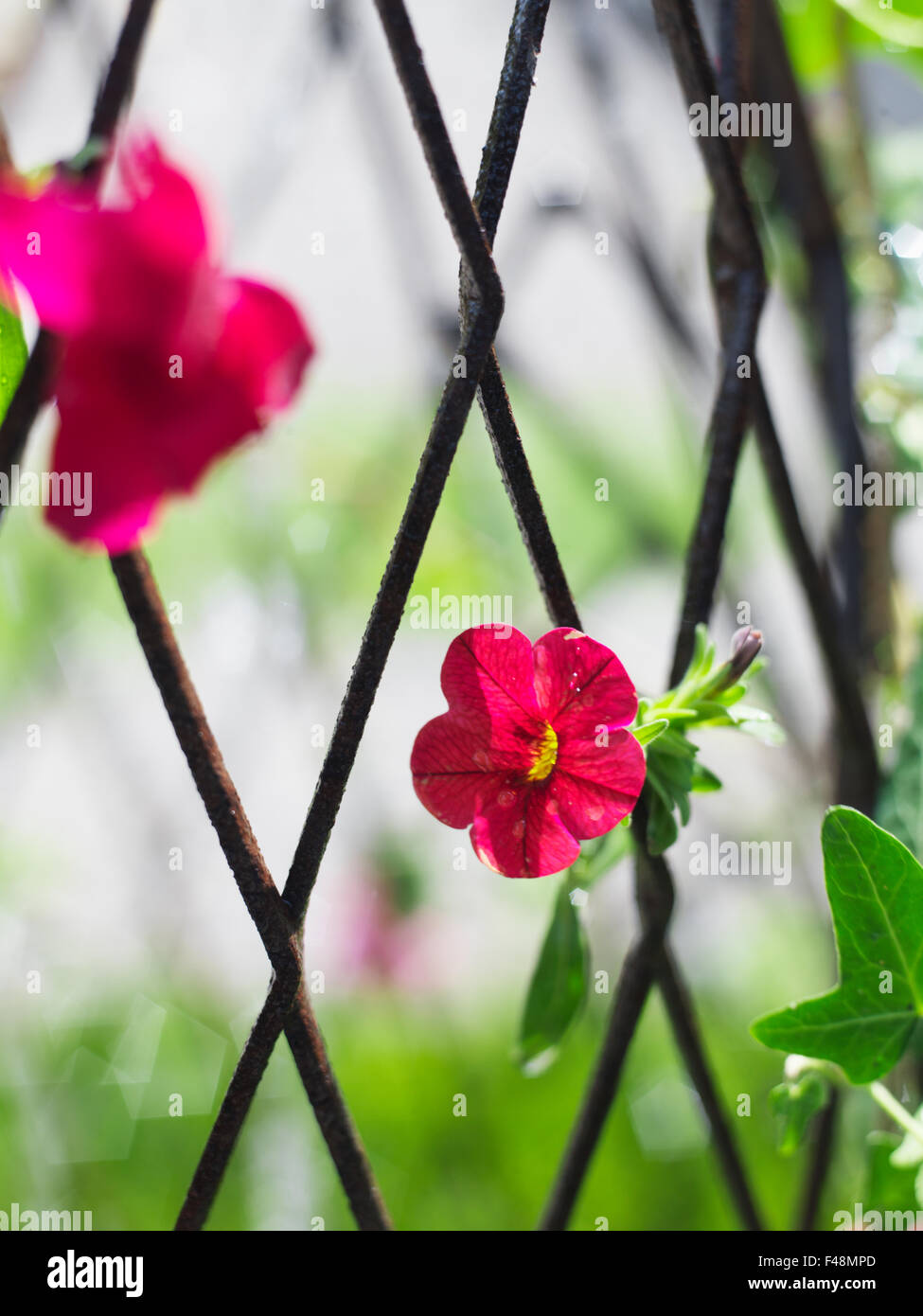Fiori in un graticcio, Svezia. Foto Stock