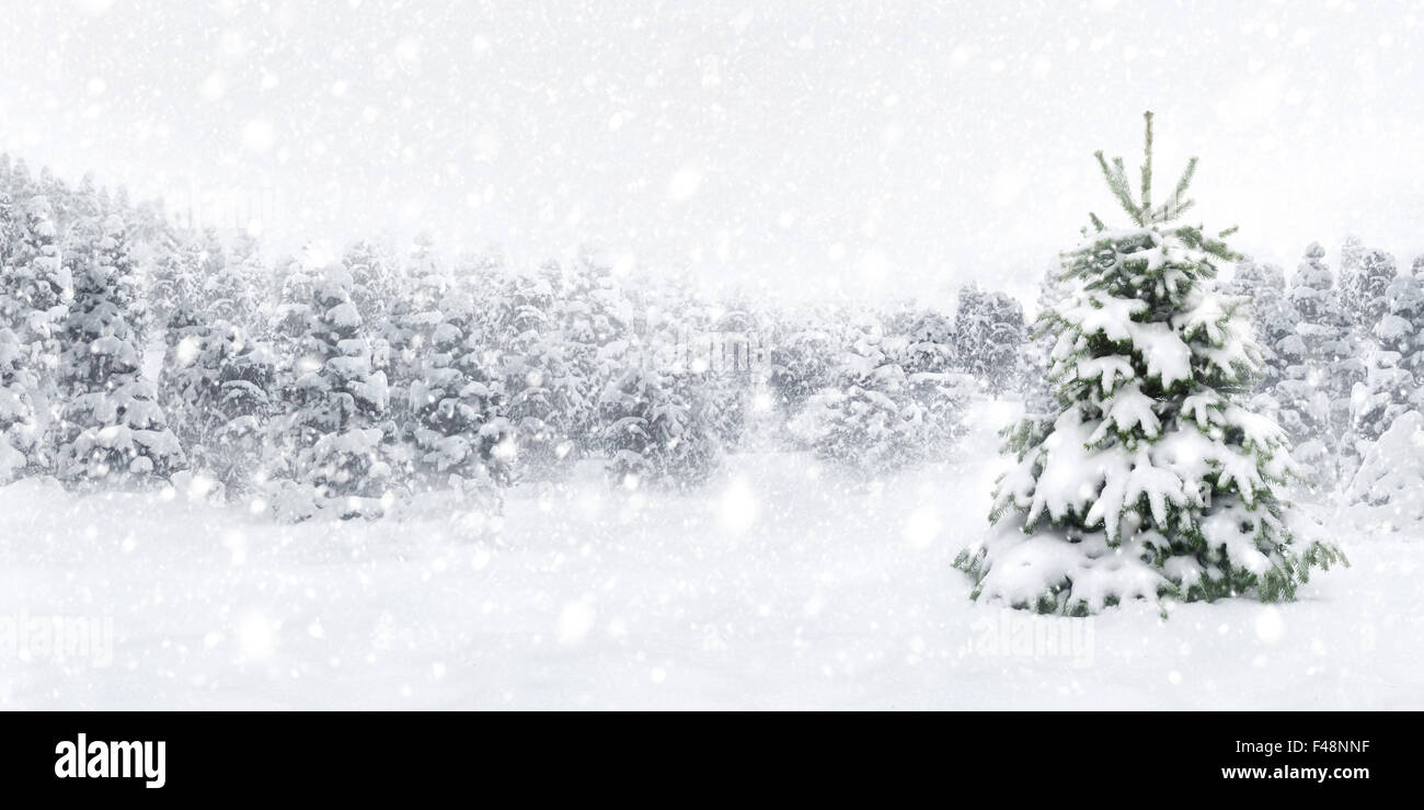 All'aperto panorama shot di un giovane abete nella neve spessa, per la perfetta atmosfera natalizia Foto Stock