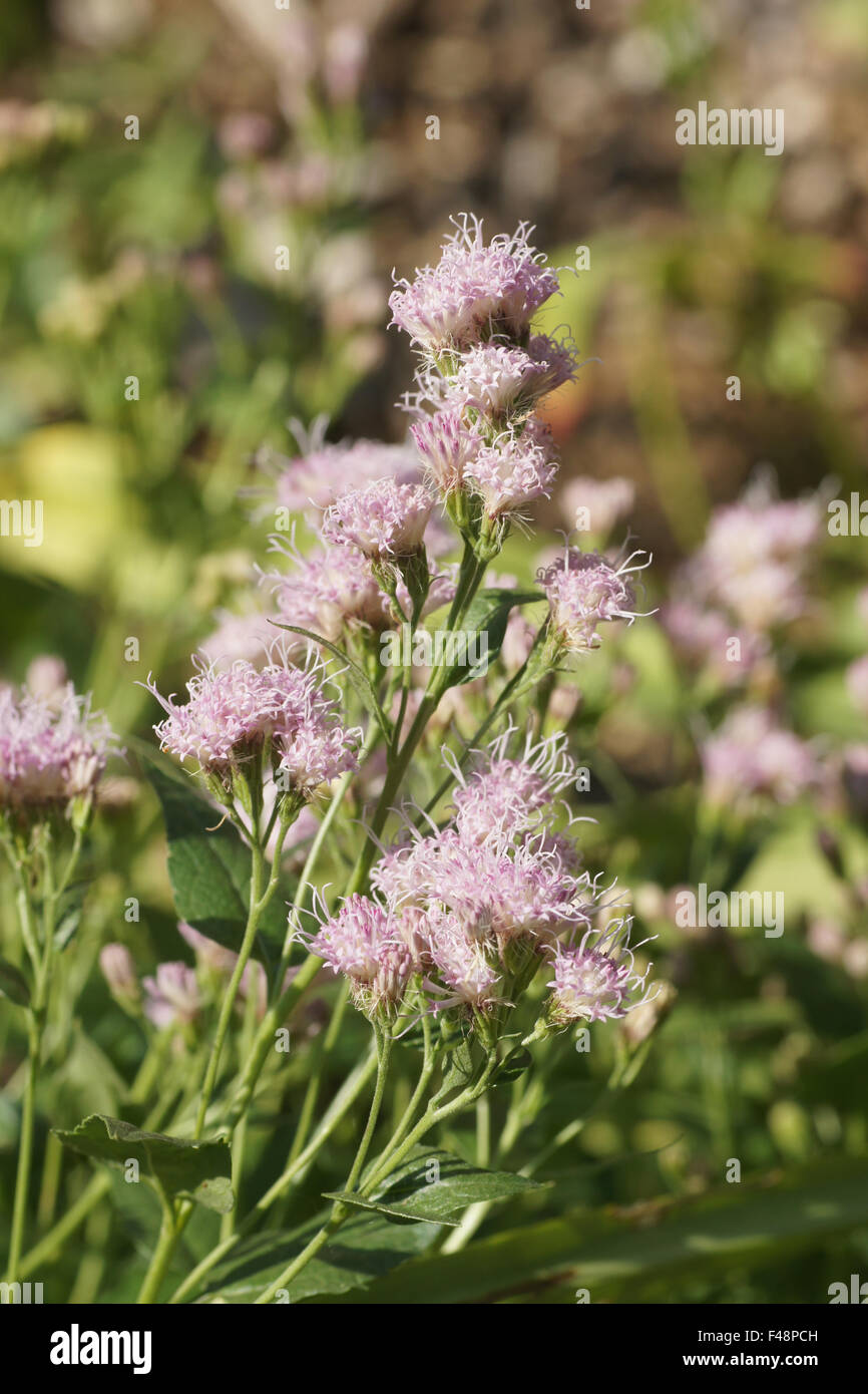 Western eupatorium Foto Stock
