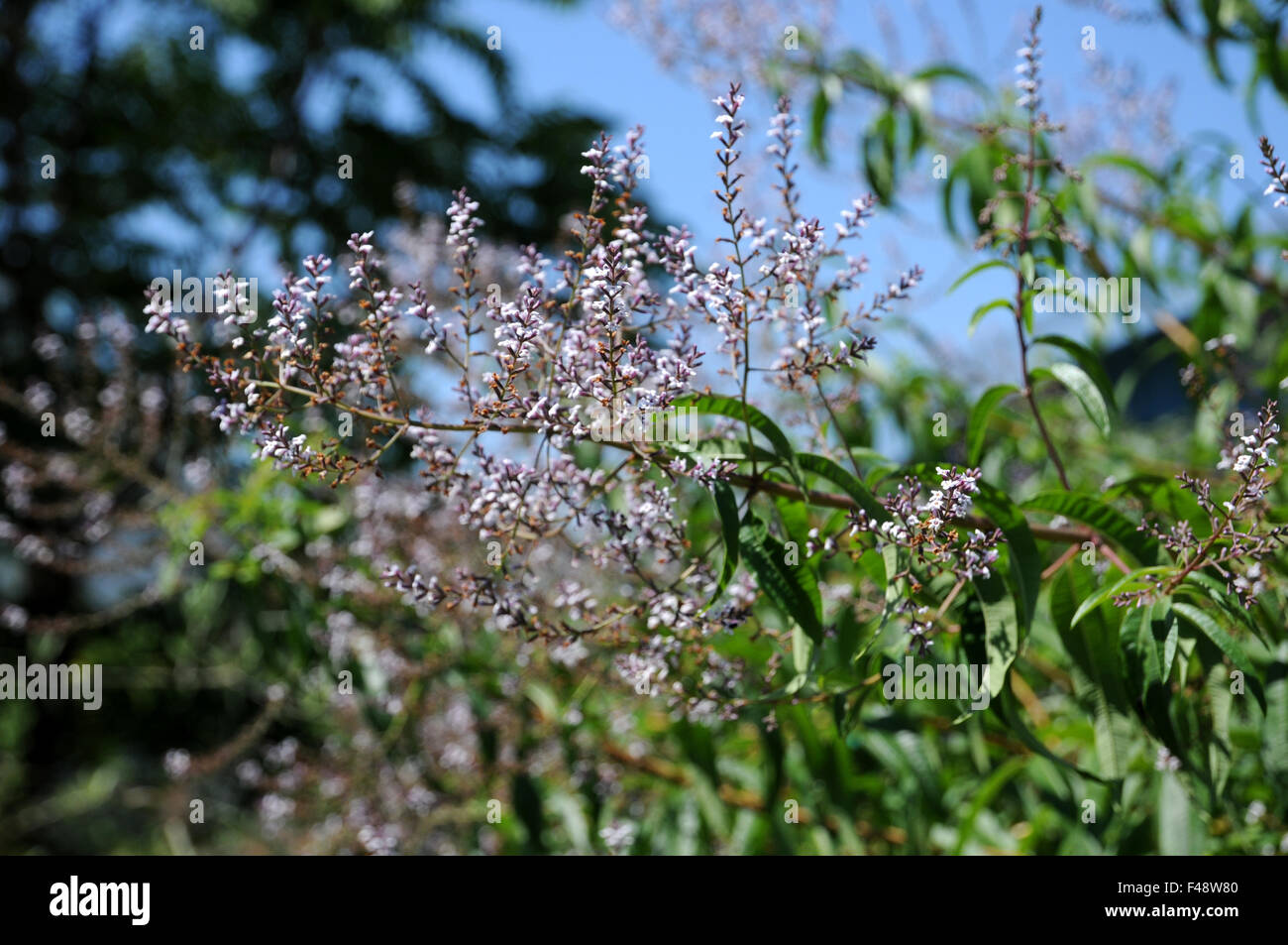 Verbena del limone Foto Stock