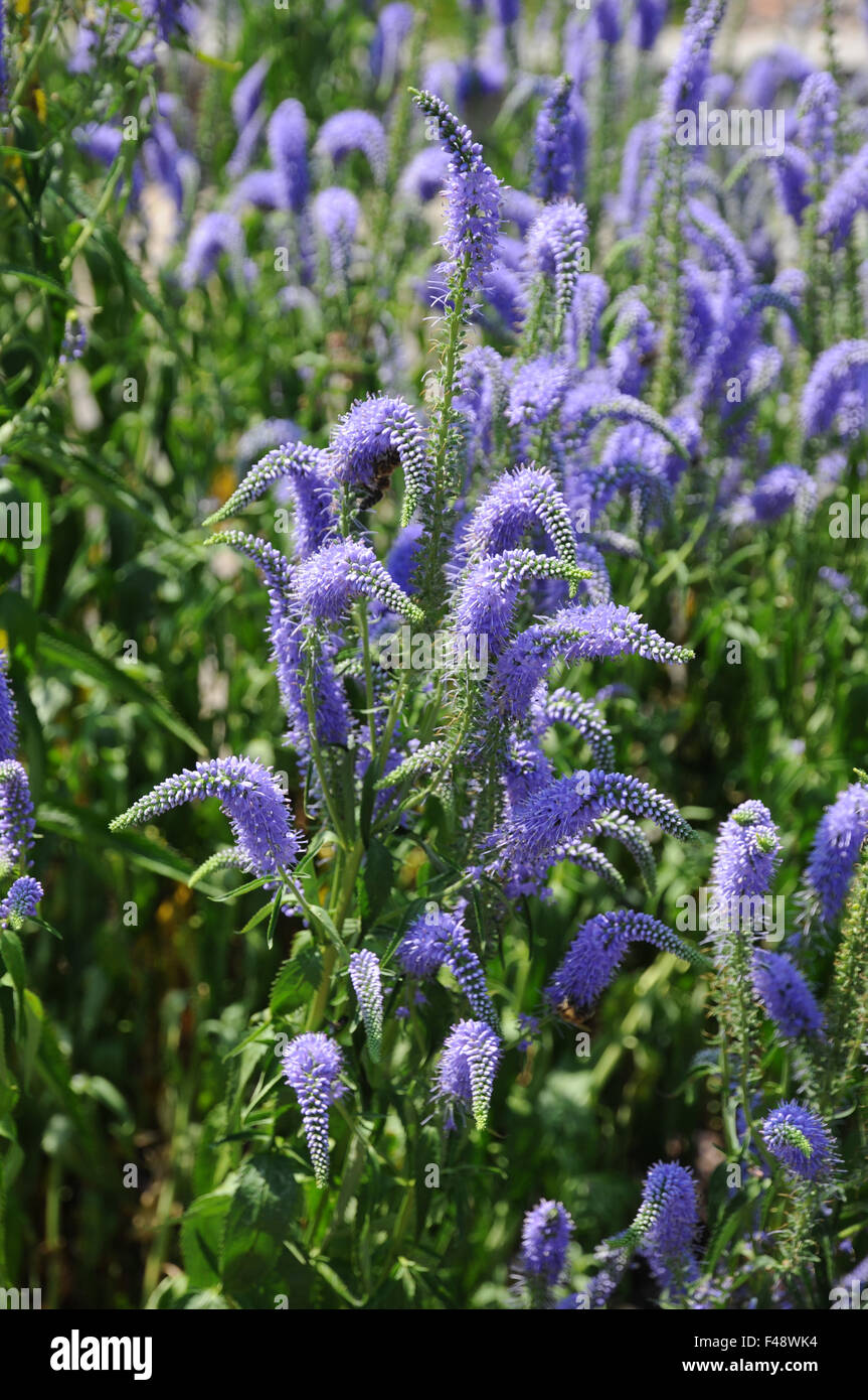 Giardino speedwell Foto Stock