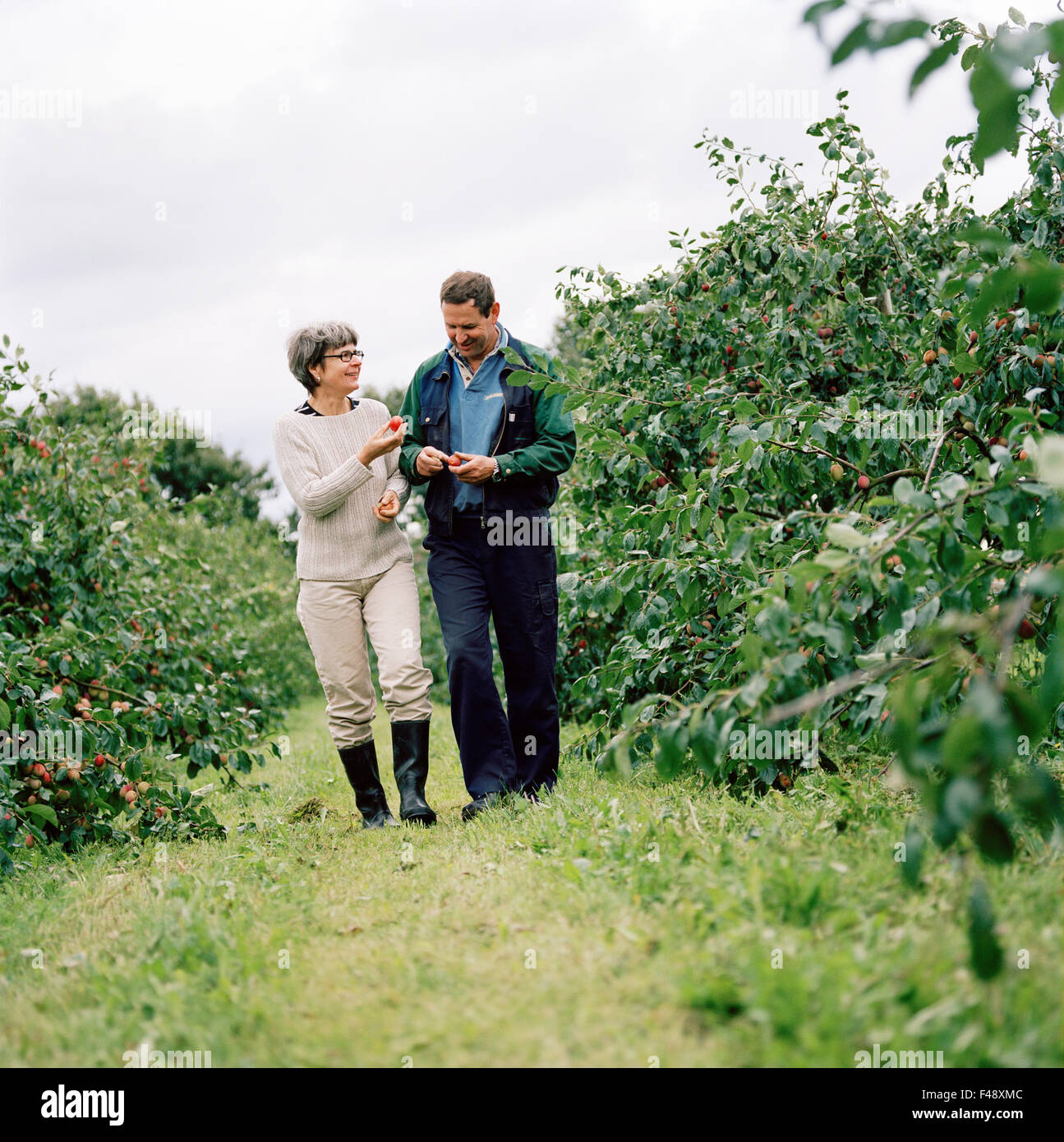 Un giovane a piedi a una fattoria di Apple Foto Stock