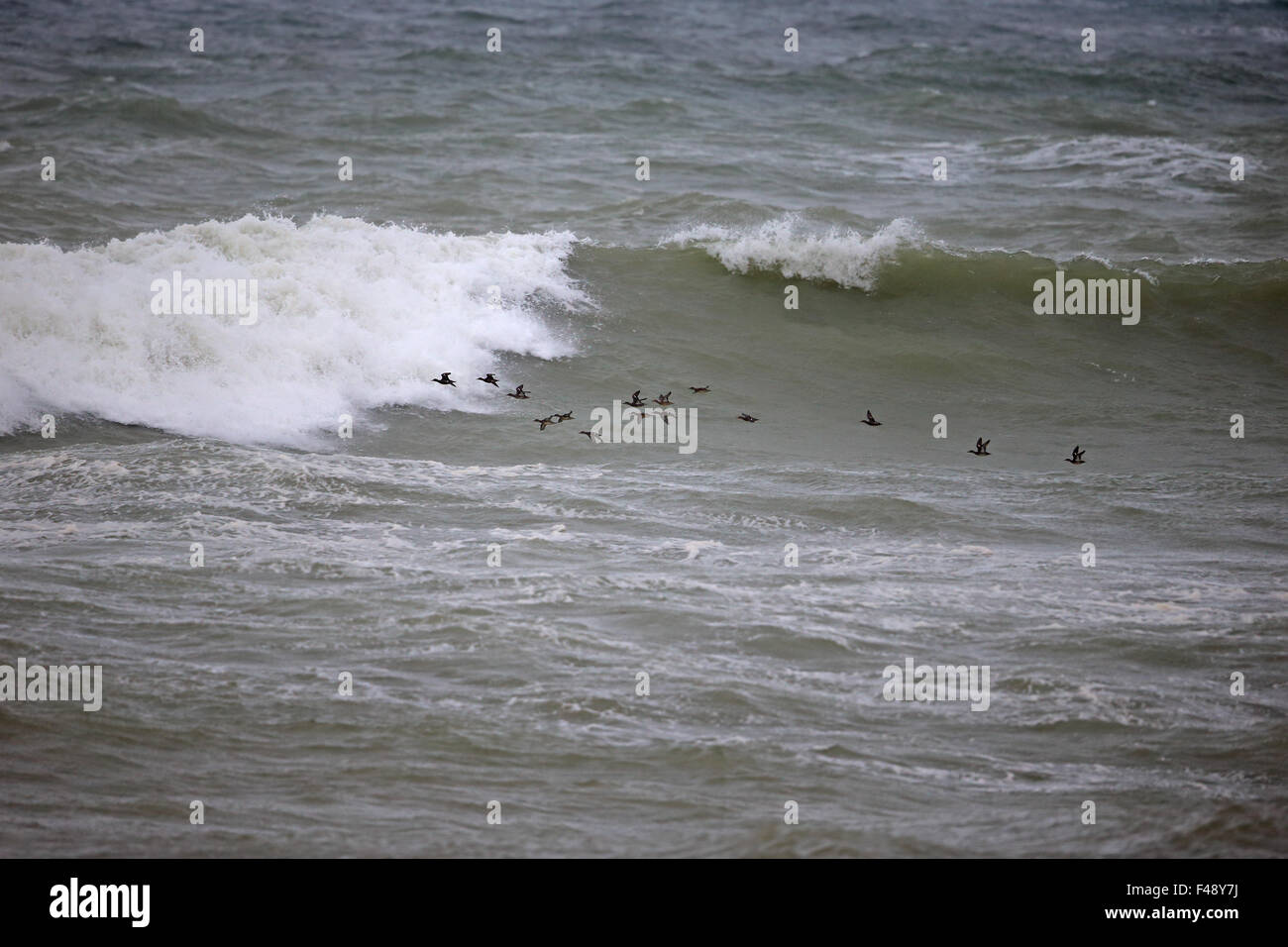 Teal (Anas crecca) Foto Stock