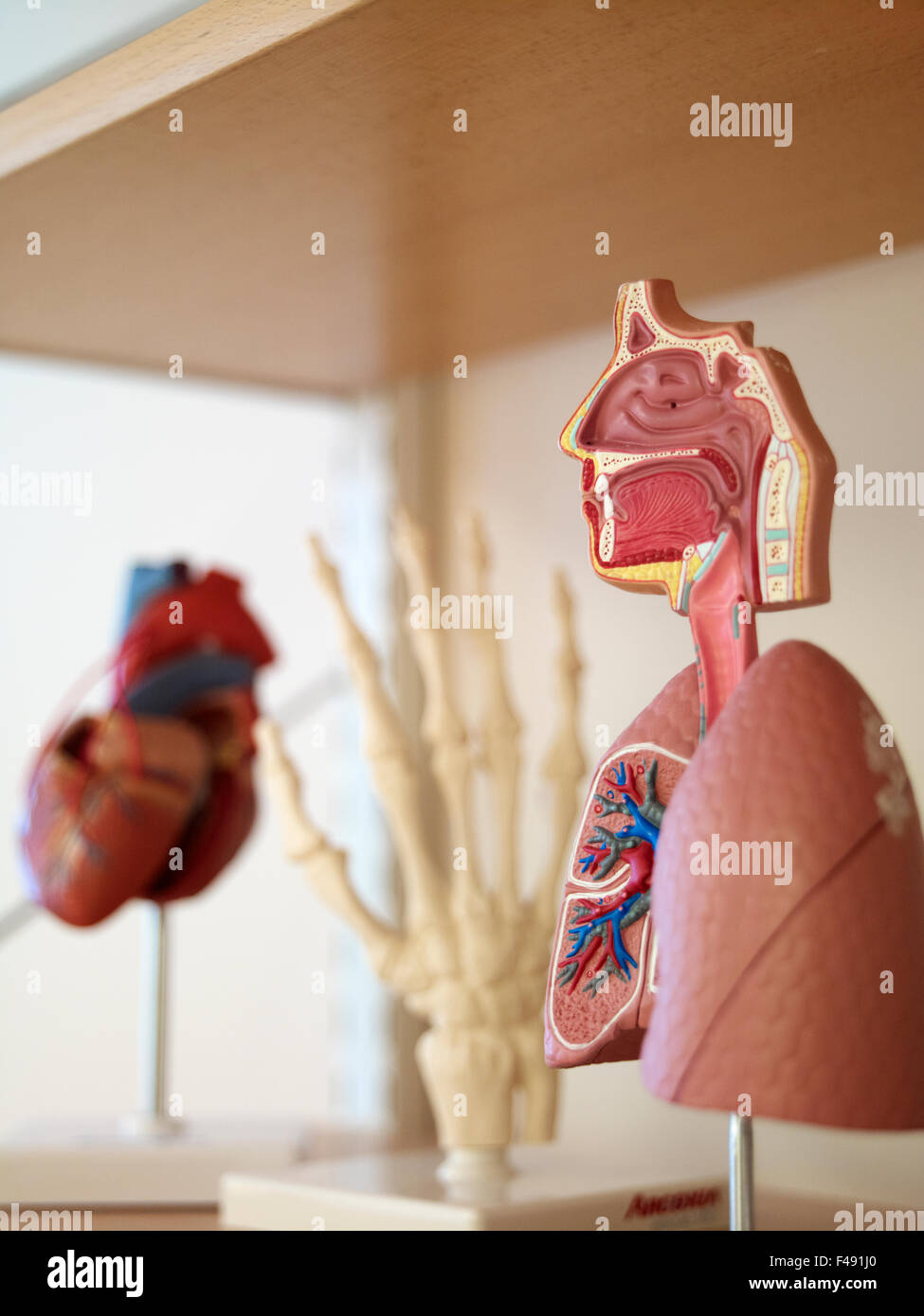Modelli di diversi organi, Svezia. Foto Stock