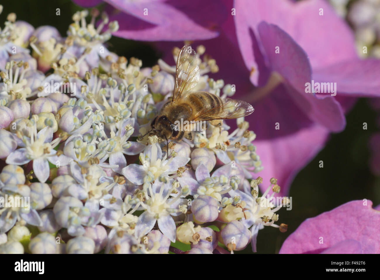 Hortensia Foto Stock
