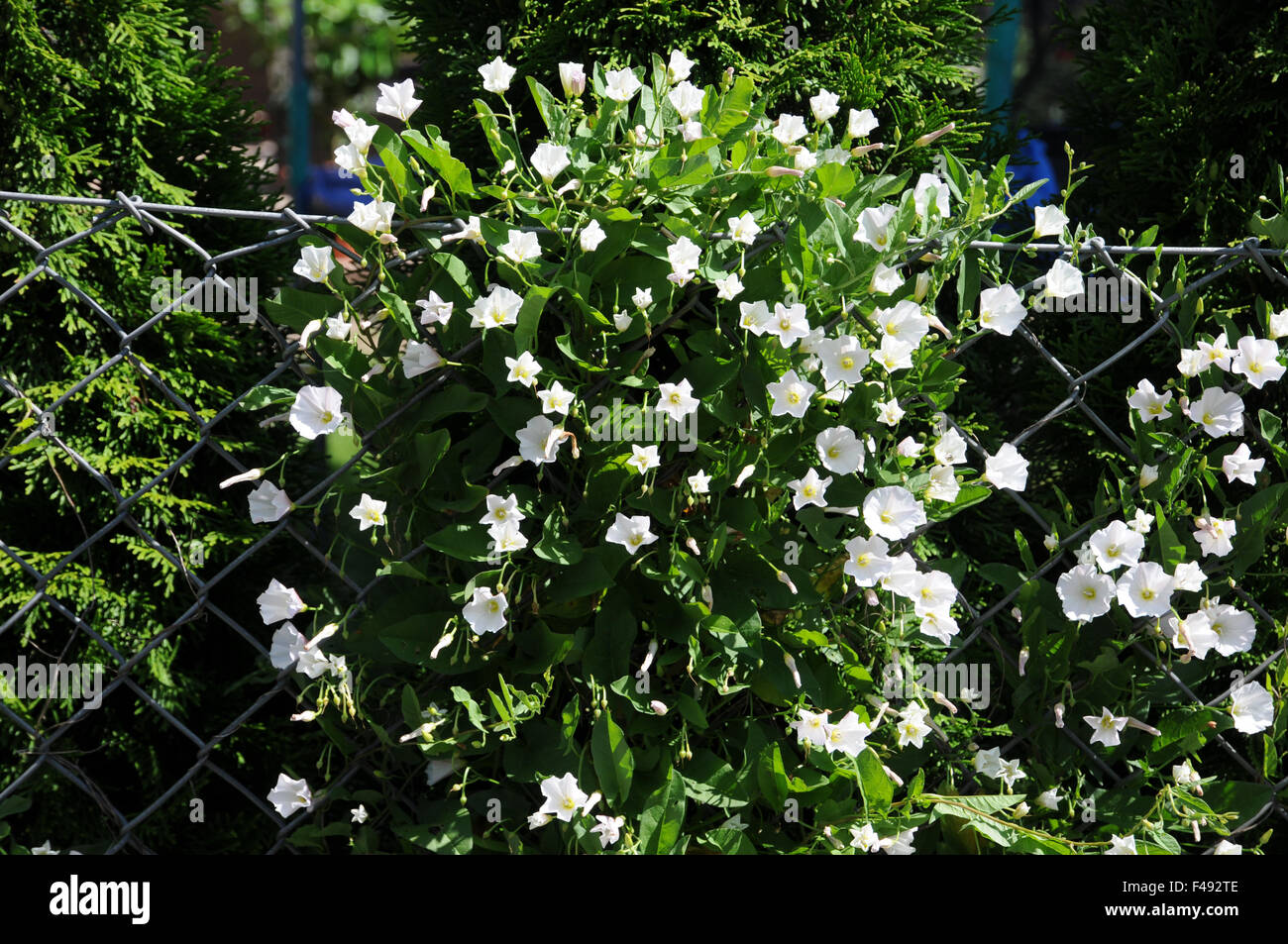 Convolvolo di dimensioni maggiore Foto Stock