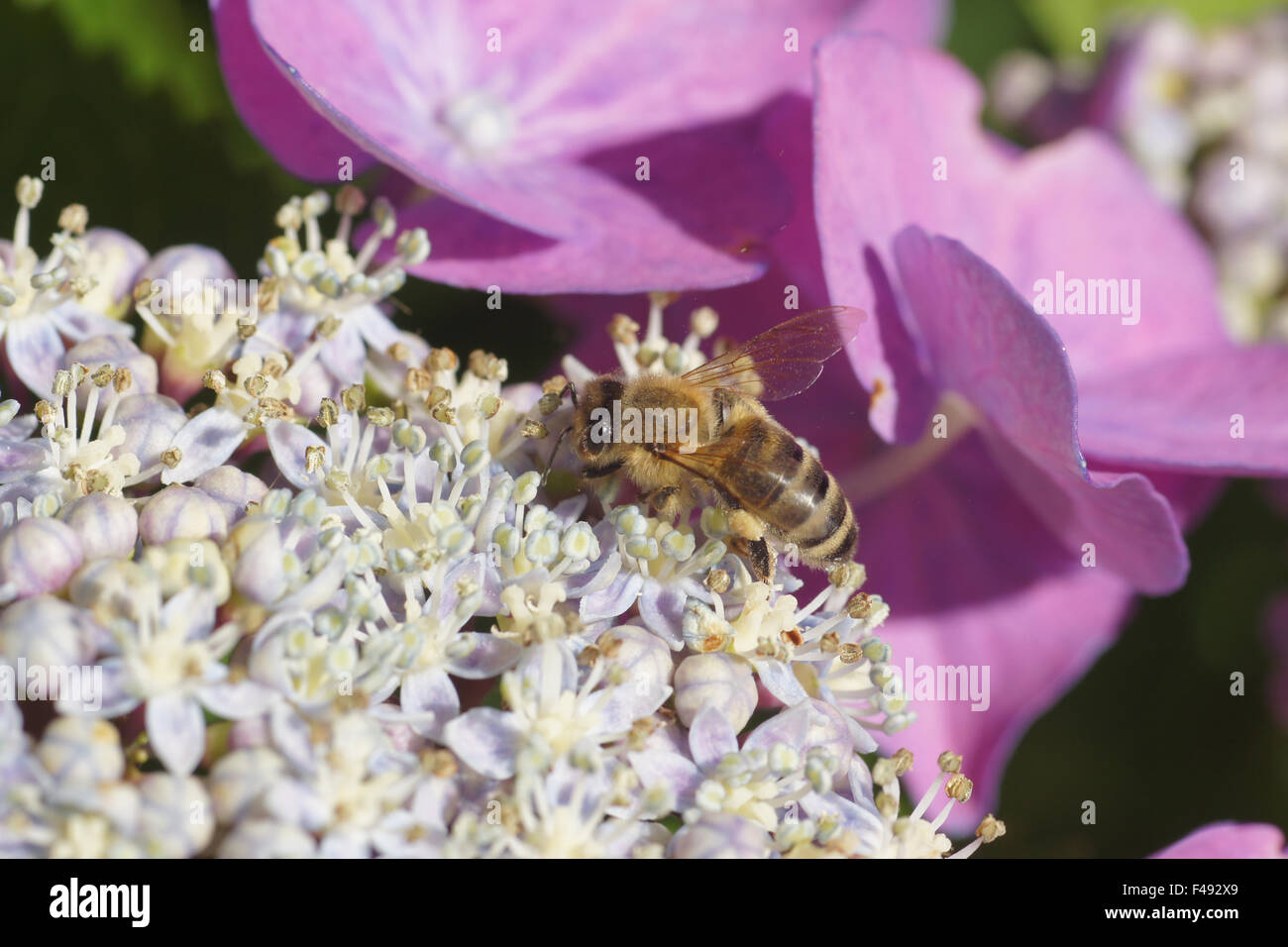 Hortensia Foto Stock