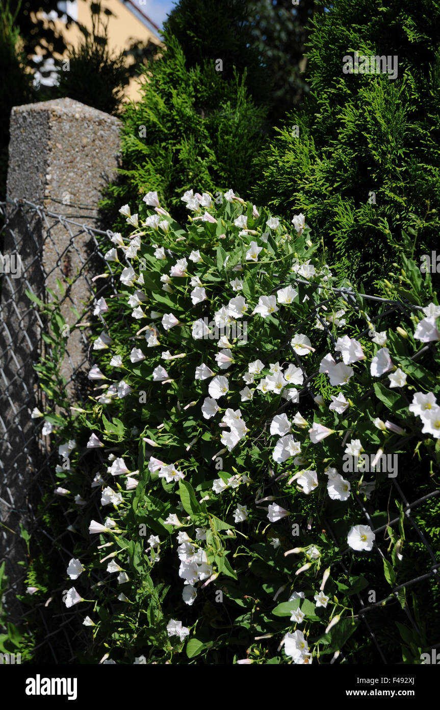 Convolvolo di dimensioni maggiore Foto Stock