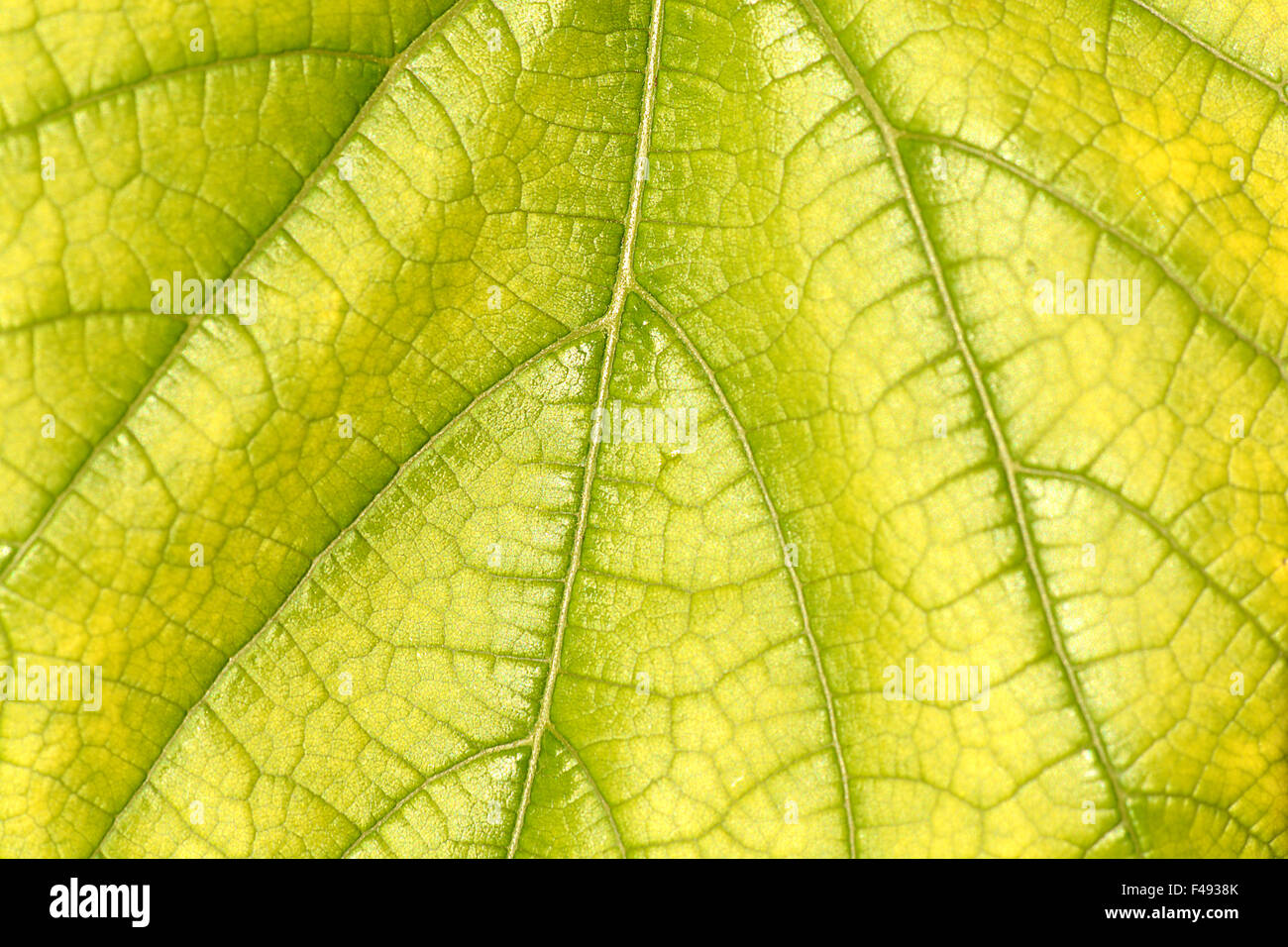 Foglia verde vicino sullo sfondo della natura Foto Stock